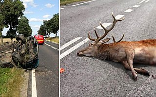 Dzikie zwierzęta przyczyną coraz większej liczby wypadków drogowych